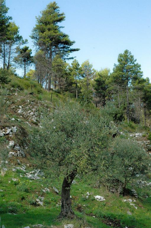 Sentieri Luminosi Διαμέρισμα SantʼAgata deʼ Goti Εξωτερικό φωτογραφία